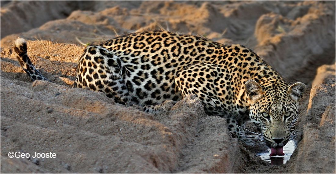 Leopard ©Geo Jooste