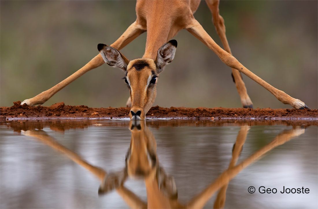 Impala at waterhole ©Geo Jooste