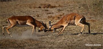 Impala battle ©Geo Jooste