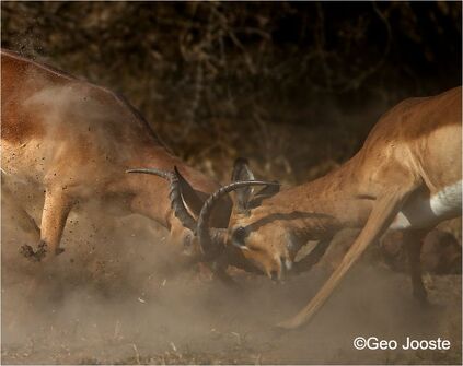 Battling impala ©Geo Jooste