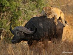 Lion and Buffalo. ©Geo Jooste