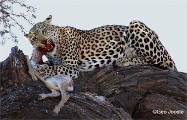 Leopard lunch ©Geo Jooste
