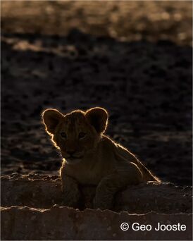 Lion cub at waterhole ©Geo Jooste