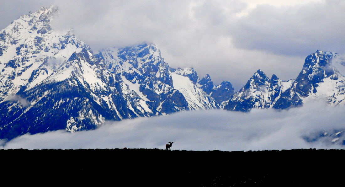 Elk in Grand Teton