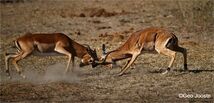 Fighting Impala ©Geo Jooste