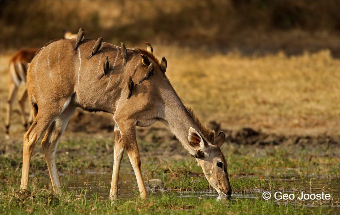 Kudu and oxpeckers ©Geo Jooste