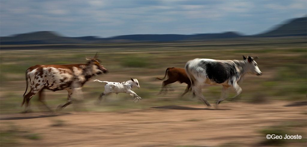 Cattle Running ©Geo Jooste
