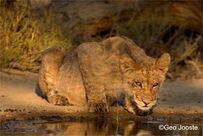 Lion cub drinking ©Geo Jooste